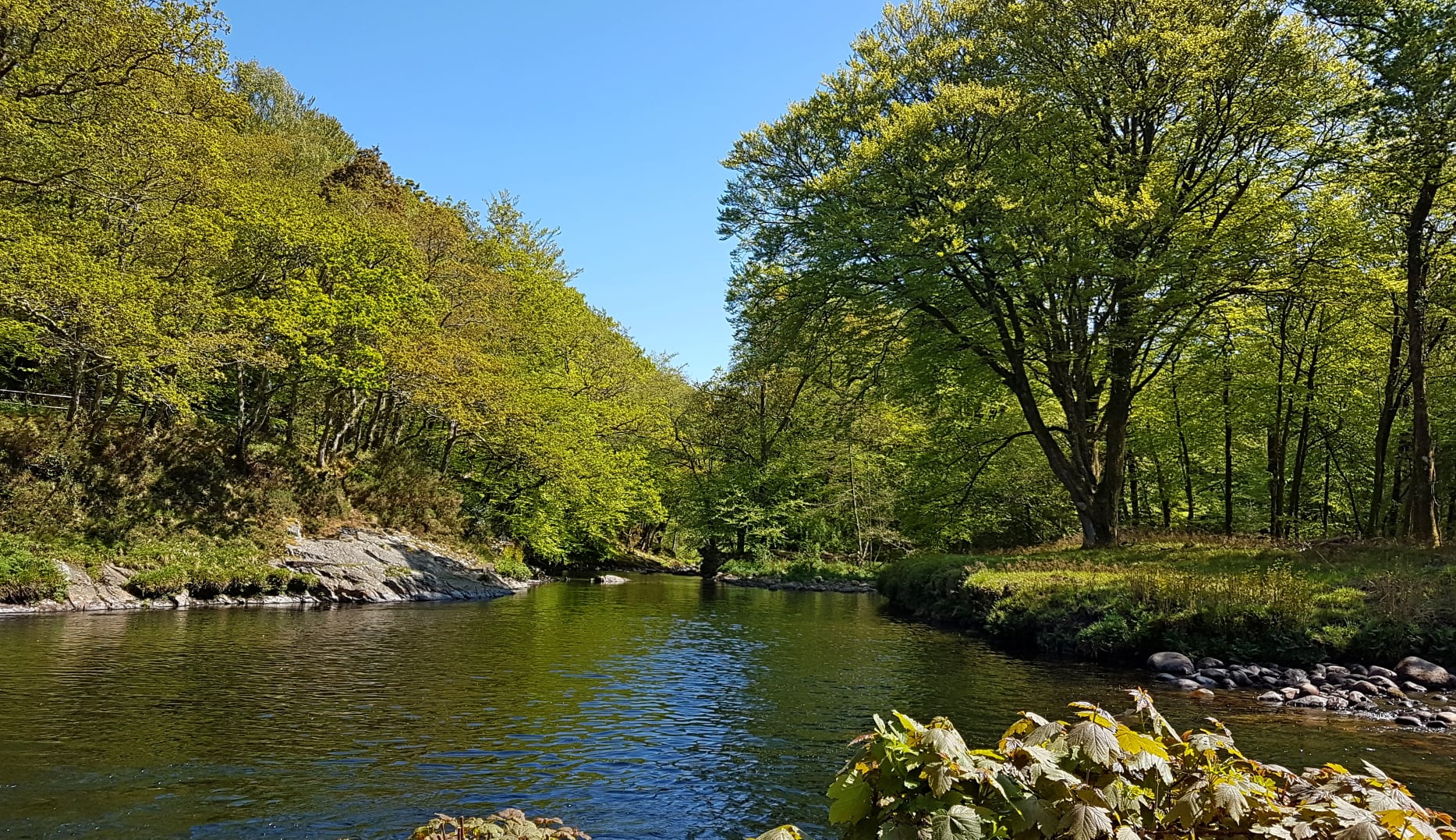 Spitchwick River Dart meadows